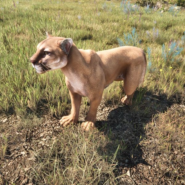 File:OBR-creature-Mountain Lion.jpg