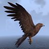 ON-pet-Golden Eagle.jpg
