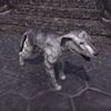 ON-pet-Whiterun Wolfhound.jpg