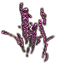 ON-icon-plant-Royal Lavender.png