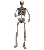 User-Booyah boy-Skeleton.jpeg