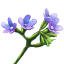 ON-icon-reagent-Bugloss.png