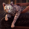 ON-icon-Spotted Cat Forum Avatar.png