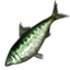 ON-icon-fish-Green Shad.png