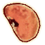 OB-icon-ingredient-Cinnabar Polypore Red Cap.png