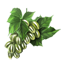 ON-icon-food-Jazbay Grapes (old).png