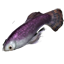ON-icon-fish-River Betty.png