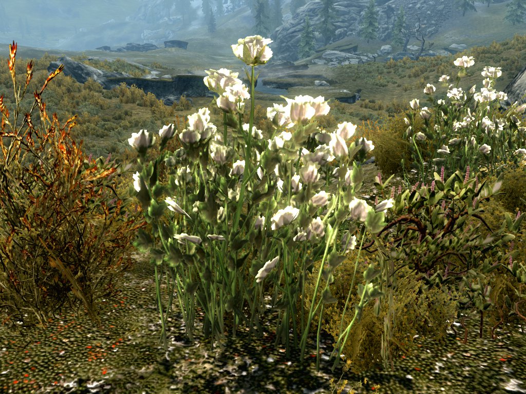 Skyrim Tundra Cotton The Unofficial