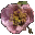 TR-icon-ingredient-Timsa-Come-By Flowers.png