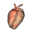 Human Heart