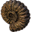 ON-icon-lead-Apocrypha Fossil, Nautilus.png