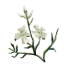 ON-icon-plant-Lady's Smock 02.png