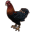 ON-icon-pet-Mara's Spring Chicken.png