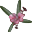 Nerium Rose Flower