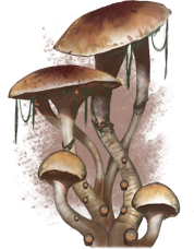 ON-concept-Mushroom.png