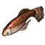 ON-icon-fish-Orange River Betty.png