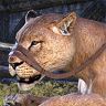 ON-icon-Lion (female)Forum Avatar.png