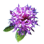 ON-icon-raw material-Raw Ironweed.png