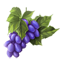 ON-icon-food-Surilie Grapes.png