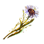 ON-icon-plant-Corn Flower 02.png