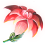 ON-icon-plant-Redwort Flower 01.png