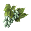 ON-icon-food-White Grapes.png
