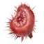 ON-icon-style material-Oxblood Fungus.png