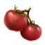 ON-icon-food-Tomato.png
