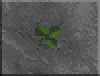 DF-icon-ingredient-Clover.png