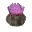 King Thistle Flower