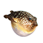 ON-icon-fish-Coffinfish.png