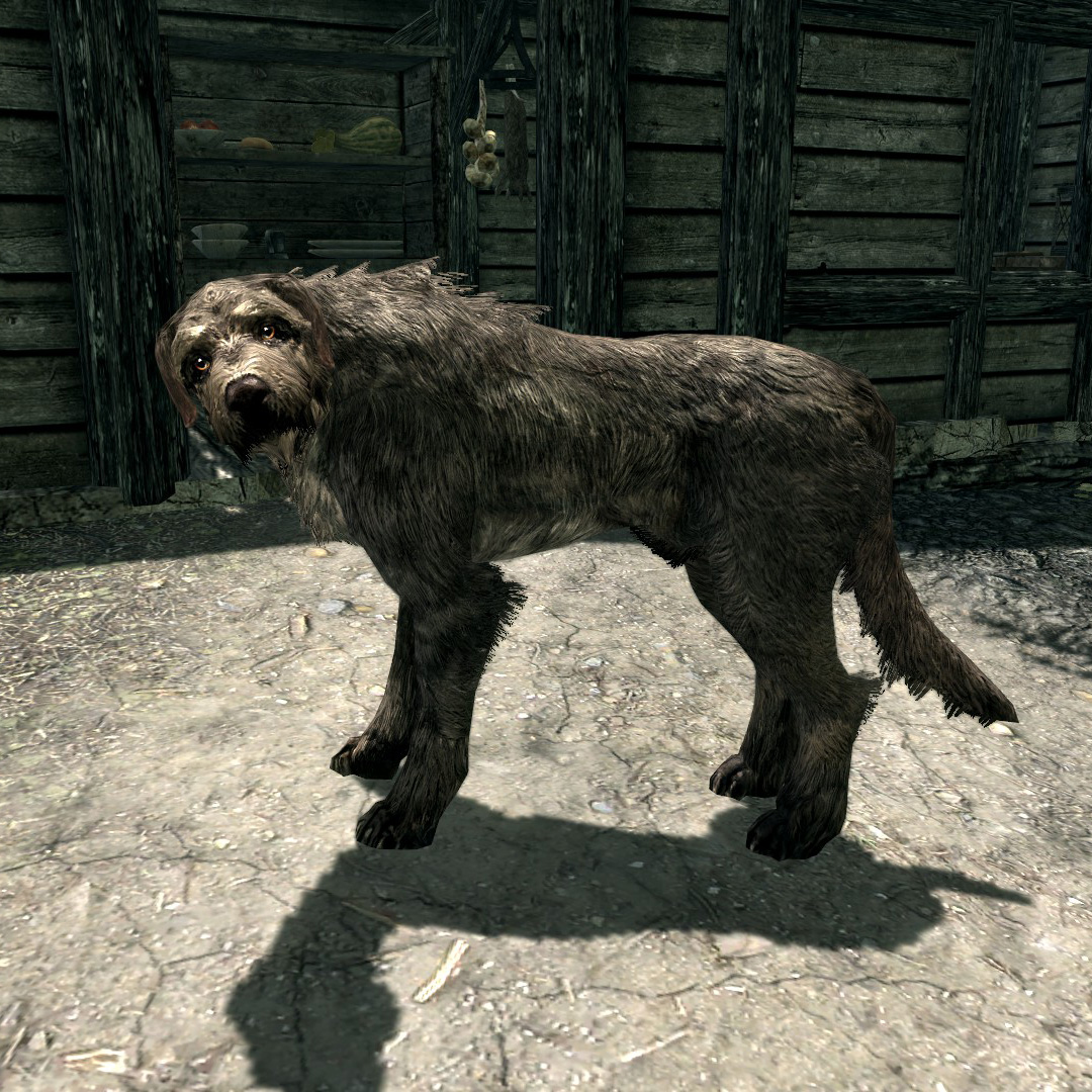 how can i get a dog in skyrim