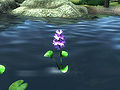 Water Hyacinth in Oblivion