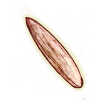 OBR-icon-weapon-Dwemer Fireheart.png