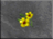 DF-icon-ingredient-Yellow flowers.png