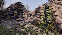 OBR-flora-Morning Glory.jpg