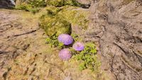 OBR-flora-Worm's Head.jpg