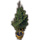 ON-icon-furnishing-Potted Tree, Systres Pine.png
