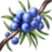 ON-icon-food-Juniper Berry.png