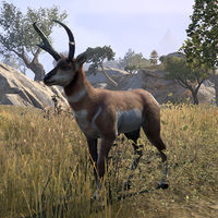 ON-creature-Antelope 02.jpg
