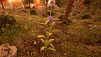 OBR-flora-Alkanet.jpg