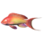 SR-icon-ingredient-Lyretail Anthias.png