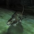 A Rat in Oblivion