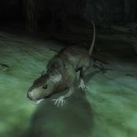 OB-creature-Rat.jpg