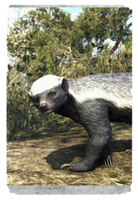 ON-card-Colovian Badger.png