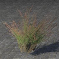 ON-furnishing-Plant, Redtop Grass.jpg