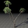 ON-furnishing-Trees, Fan Palm Cluster.jpg