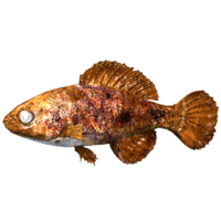 SR-icon-food-Cooked Pygmy Sunfish.png