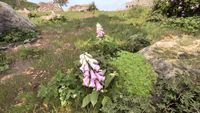 OBR-flora-Foxglove.jpg