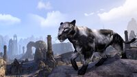 ON-crown store-Shadowghost Senche-Panther.jpg